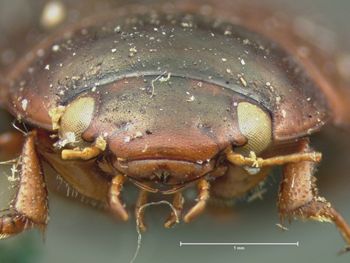 Media type: image;   Entomology 35072 Aspect: head frontal view